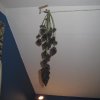44hang 002.jpg