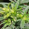 MALE PLANT