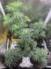 12 weeks