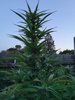 331ABC0A-7265-4639-B288-9313335D93EF.jpeg