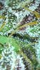 MM.1_day86_trichs.jpg