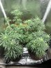13 weeks