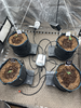 Germination and first weeks Mephisto Madness