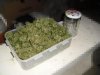 SatiChaze Harvested Budz.jpg