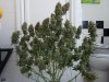 DSCN1070.jpg
