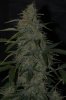 DSC_0074_NEF_shotwell.jpg