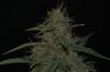 DSC_0071_NEF_shotwell.jpg