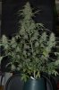 DSC_0012_NEF_shotwell.jpg