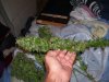 100_3391.jpg