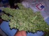 100_3393.jpg