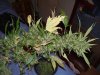 100_3386.jpg