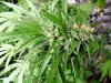 BushyChaze Bud2.jpg