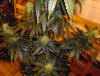 DD_Day_82_2_Lower bud sites.jpg