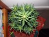 cheese D36 (1).jpg