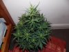 cheese D36 (2).jpg