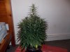cheese D36 (3).jpg