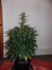 cheese D36 (4).jpg