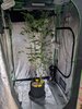 Scrog and Bend