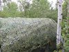 IMG_5227.JPG