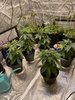 Last Grow