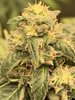 This Flower is Ready. All 5 Plants to The Chopping Block.