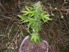 100_3404.jpg
