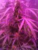 plant1 10 weeks old 70 days.jpg
