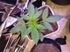 Segunda planta