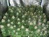 Grow of 2x OG kush + Mystery seed + home grown seed, citizen CLU048-1212 cobs