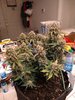 Barney's Farm: Tangerine Dream Auto Review