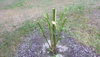 Stump.JPG