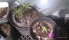 IMAG0508.jpg