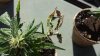 3d-cannabis.jpg 3d-cannabis.jpg