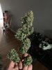 Only took the colas