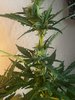 Help with slow flowering