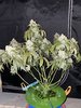 IMG_7177.jpg