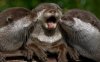 cute otters.jpg