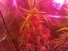 plant 1 [77 days] 11 weeks.jpg