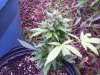 100_3520.jpg