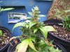 100_3524.jpg