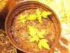 100_3537.jpg