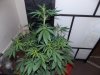 DD (2).jpg