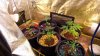 DSC00799.jpg