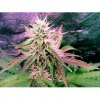 northern-light-feminized-autoflower-5-seeds.jpg