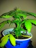 16oz grow off 002.jpg