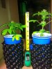 16oz grow off 005.jpg