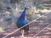 100_4827.jpg