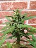 Green-O-Matic 2013 Day 64 016.jpg