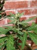 Green-O-Matic 2013 Day 64 015.jpg