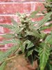 Green-O-Matic 2013 Day 64 013.jpg